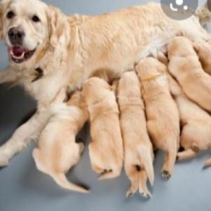 Las mascotas y sus crias