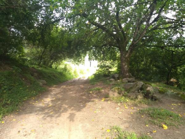 ARBOLES
