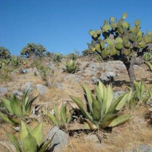 Los matorrales ahorcado 