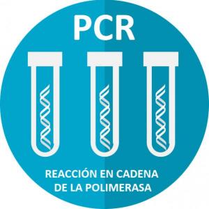 Técnica Reacción en cadena de la polimerasa (PCR)
