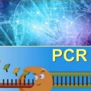 PCR: Generalidades