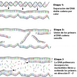 PCR: Procesamiento