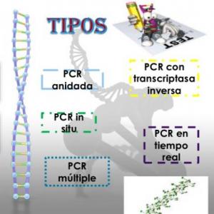 PCR:Tipos