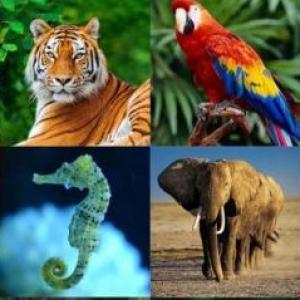 ANIMALES