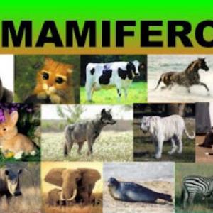 ANIMALES MAMIFEROS