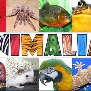 aprendiendo animales