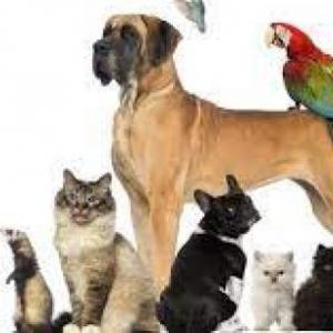 Derecho de los animales a tener un hogar digno