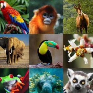 Imagen de portada del videojuego educativo: Trivia - animales, de la temática Biología