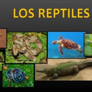 Imagen de portada del videojuego educativo: Reptiles, de la temática Ciencias