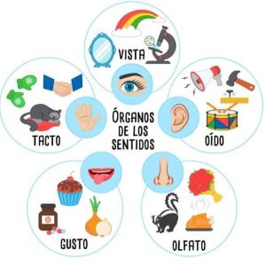 Portada del juego “Descubrimos nuestros 5 sentidos” – Biología