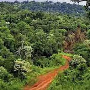 ANIMALES DE LA SELVA MISIONERA