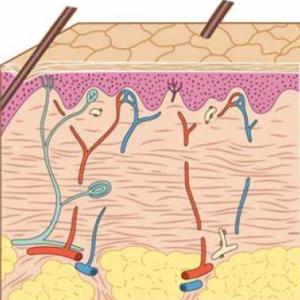 EPIDERMIS