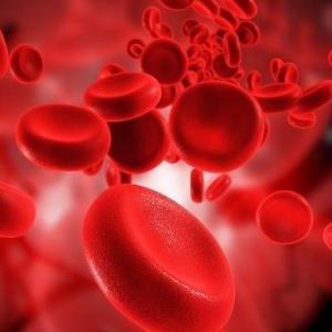 Sistema hematopoyético.