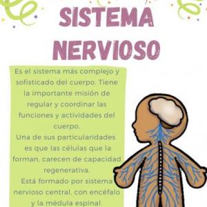 partes del sistema nervioso
