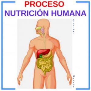Nutrición humana