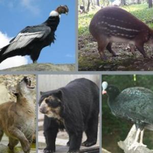 animales estraordinarios de nuestra region