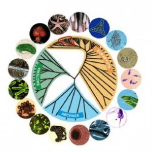 ¿Cuánto sabes de los Reinos de la naturaleza?