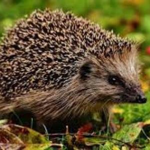AHORCADO TAXONÓMICO DE ANIMALES
