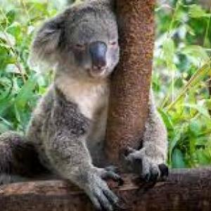 trivia de animales 