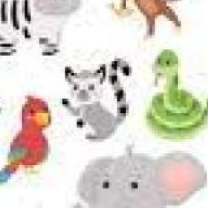 Descubre los animales salvajes