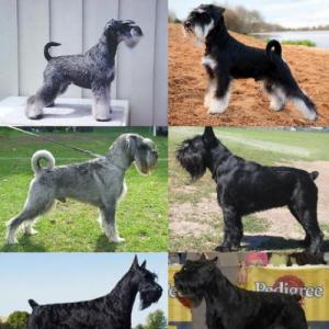 corte comercial schnauzer