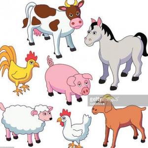Animales
