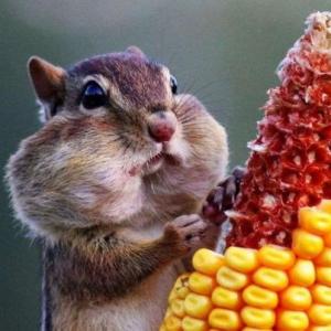 Nutrición de los seres vivos