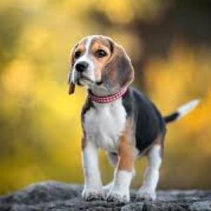 ANIMALES DOMESTICOS