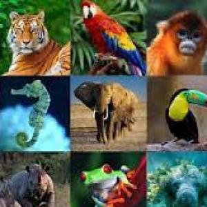 Identifica animalesen inglés