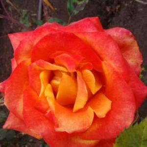 Hna Rosa Yanire PIJ