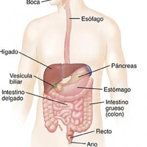 Sistema digestivo
