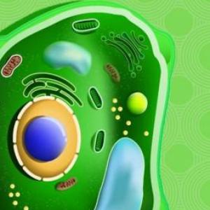 Imagen de portada del videojuego educativo: Excreción seres vivos, de la temática Biología