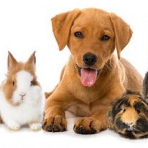 Pets
