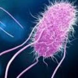 Bacterias