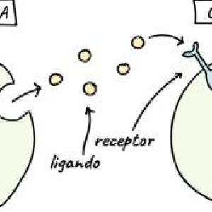 Imagen de portada del videojuego educativo: Receptores de membrana asociados a transducción celular, de la temática Biología