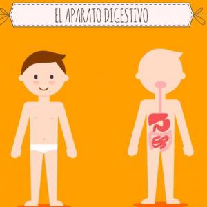 Sistema Digestivo
