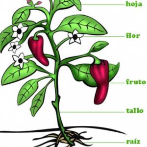PARTES DE LA PLANTA