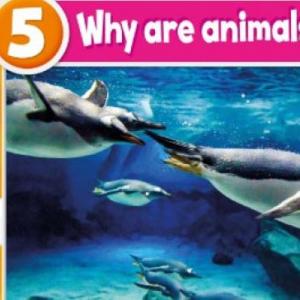 Portada del juego ANIMALS – Idiomas