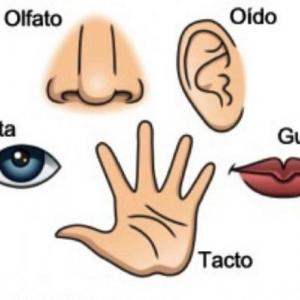 Los sentidos