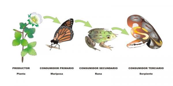 cadena trófica