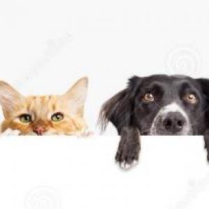 Pets & their homes