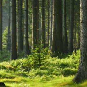 Deforestación