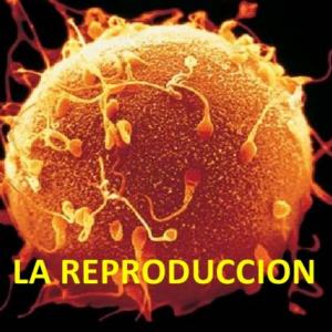 Función de reproducción