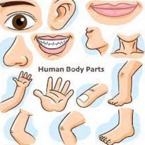 Partes del Cuerpo