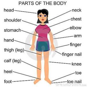Partes del Cuerpo