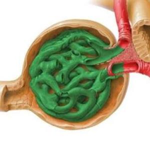 Adivina la parte renal