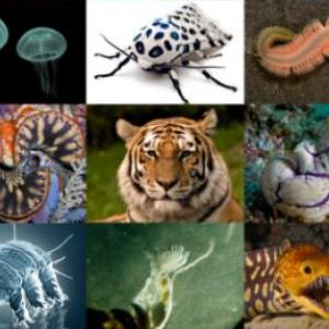 animalitos