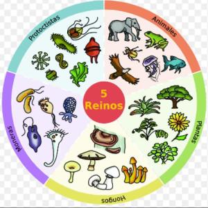 Reino de los Seres Vivos