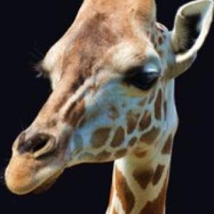animales