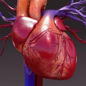 Circulatory System